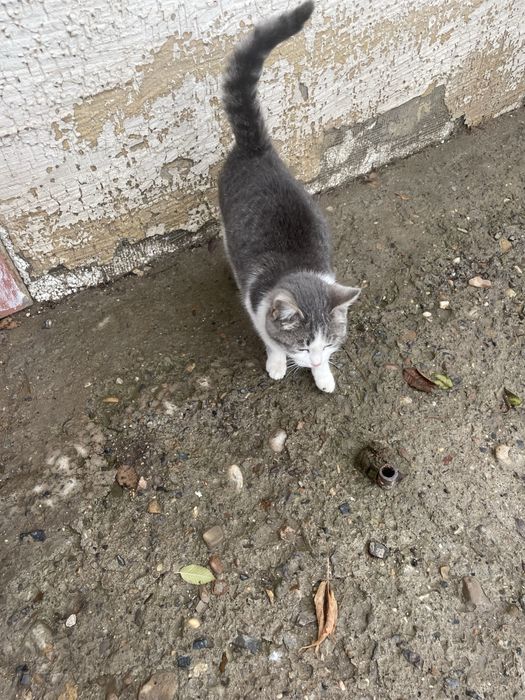 Ищу заботливого хозяина для котёнка!