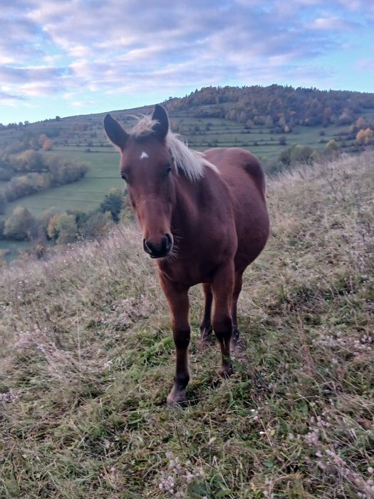 De vânzare pereche de mânji de un an jumate frați de tată