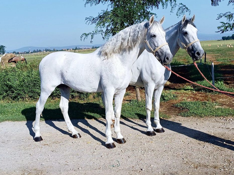 Vand armasar Lusitano