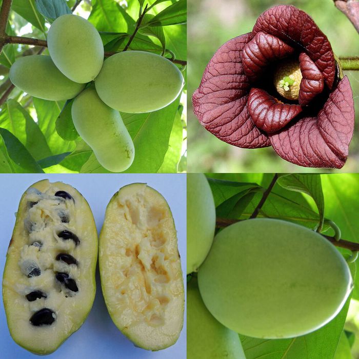 Banana nordului / paw paw