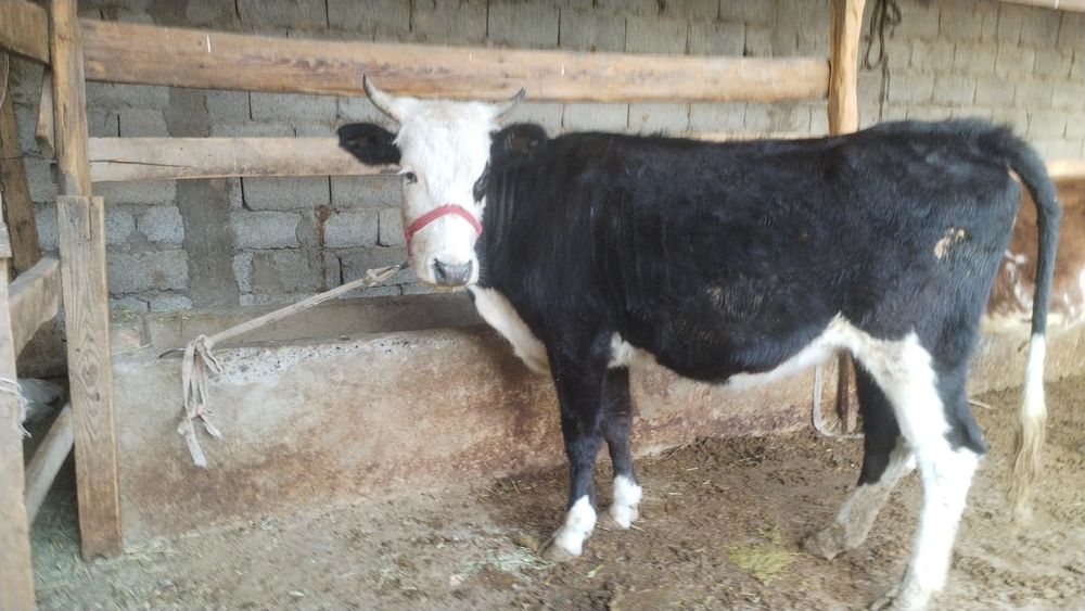 2 жасар құнажын 7 айлық бұқа