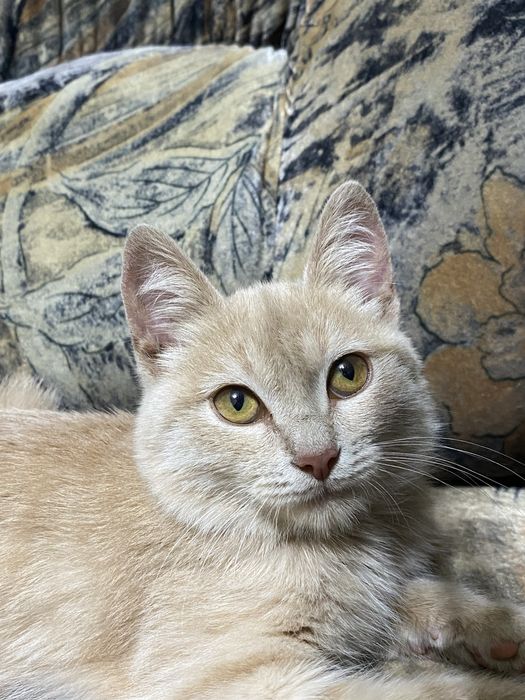 Отдам в добрые руки