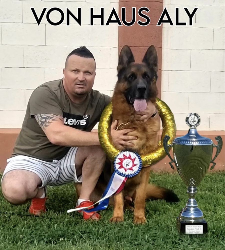 Mascul ciobanesc german  cu pendigreeu de top ..