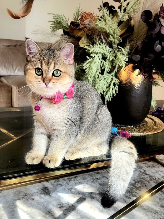British Shorthair Golden cu pedigree
