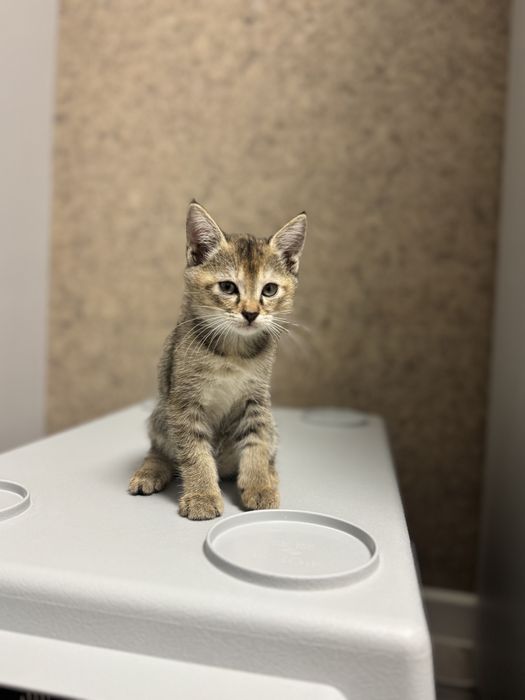 Прелестная кошечка Рыся ищет семью.