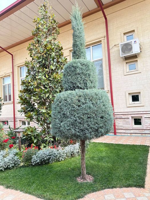 Archa sotiladi arizonka аризонка