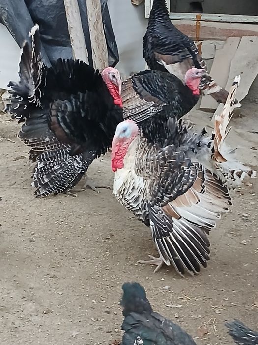 Soʻyishga tayyor boʻlgan