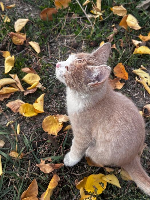 Отдам котят в хорошие руки!