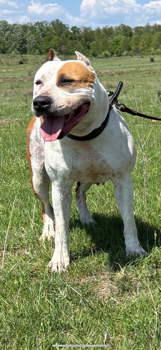 Femela Amstaff pedigree