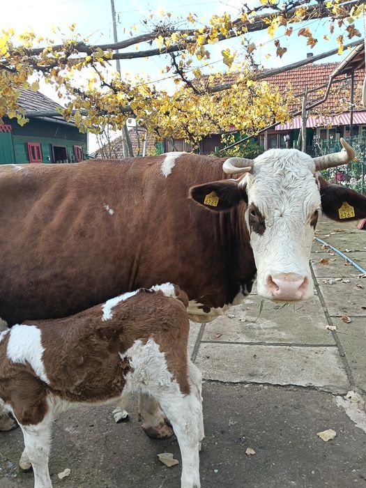 Vând vacă fătată de trei săptămâni
