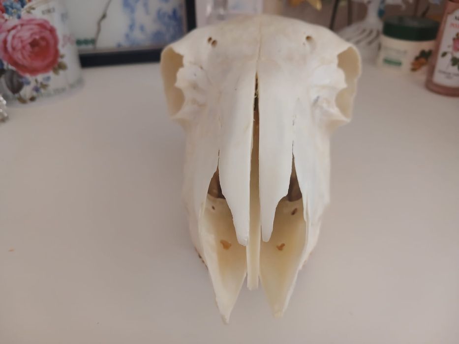 Декоративный элемент. Череп.