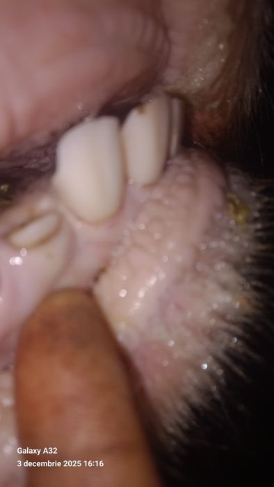 Vaca baltata gestanta