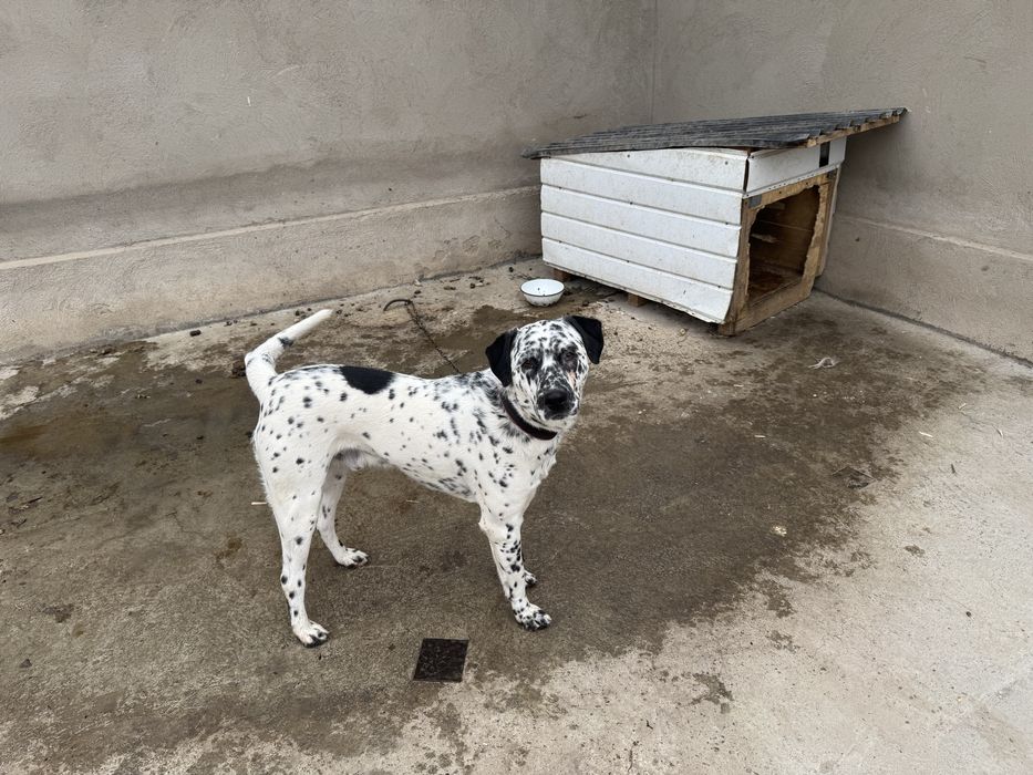 Отдам в хорошие руки, кабель далматинец