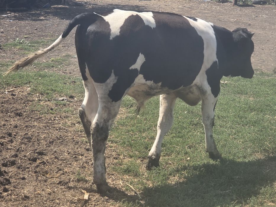 Tauraș holstein 5 luni
