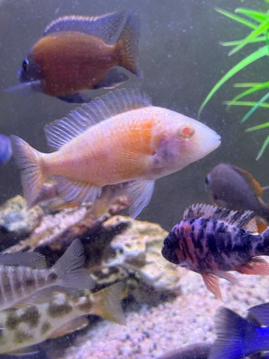 Рабочая семья Аулунокара Дракон