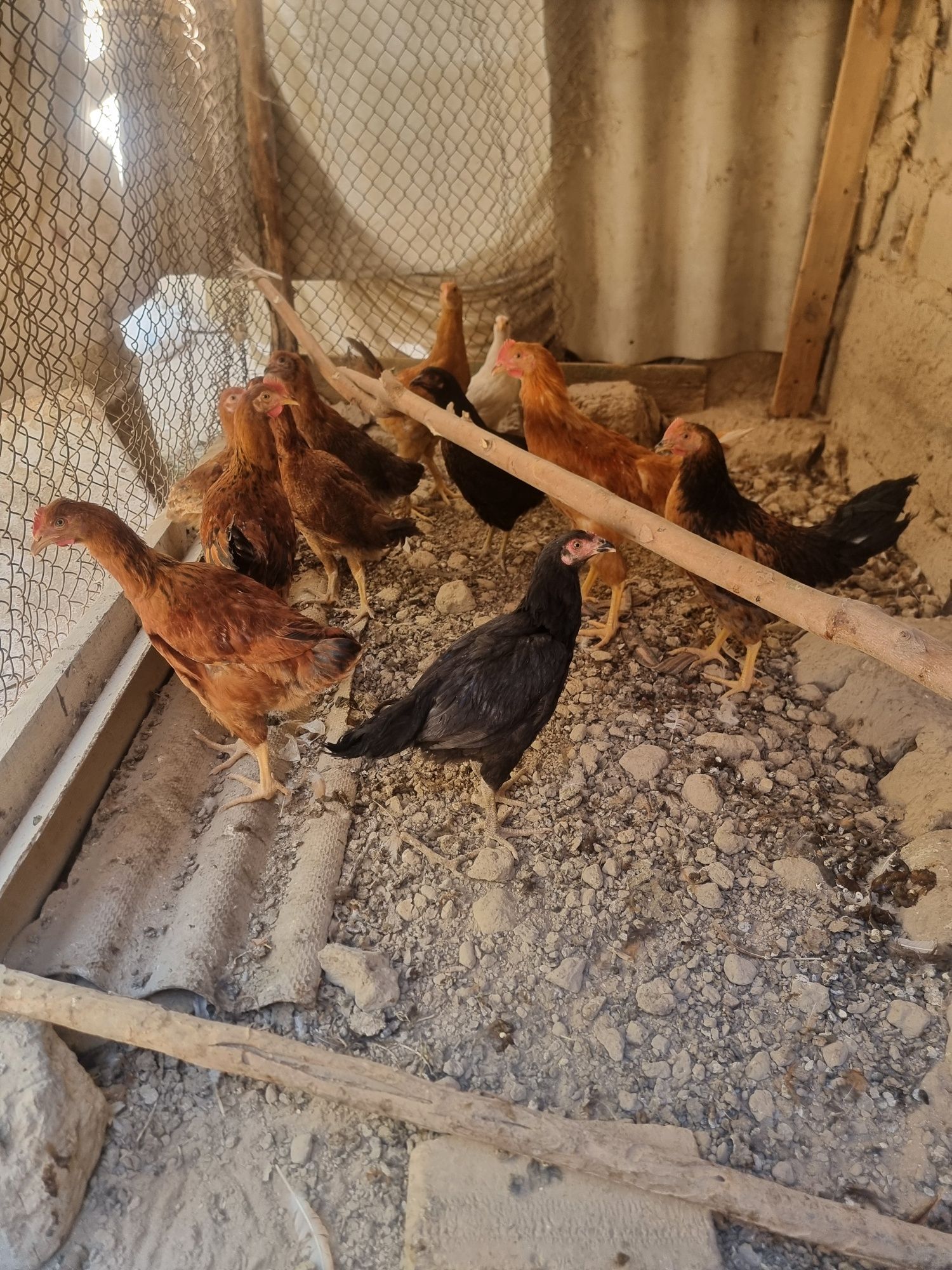 Соглом хаммасе 40 хороз макийон 5 ойлек