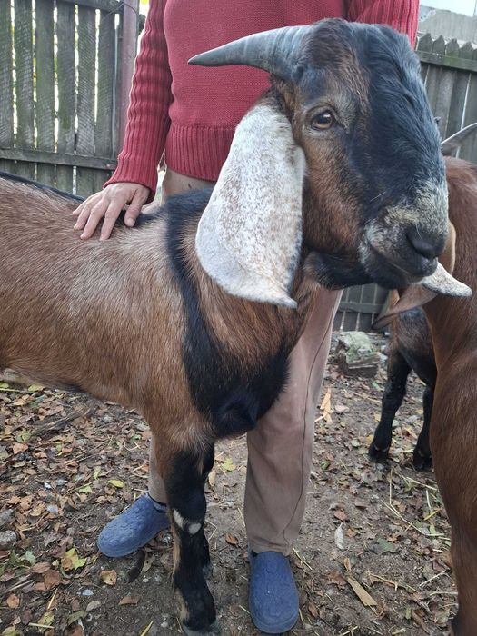 Țăpișori anglonubieni de vanzare