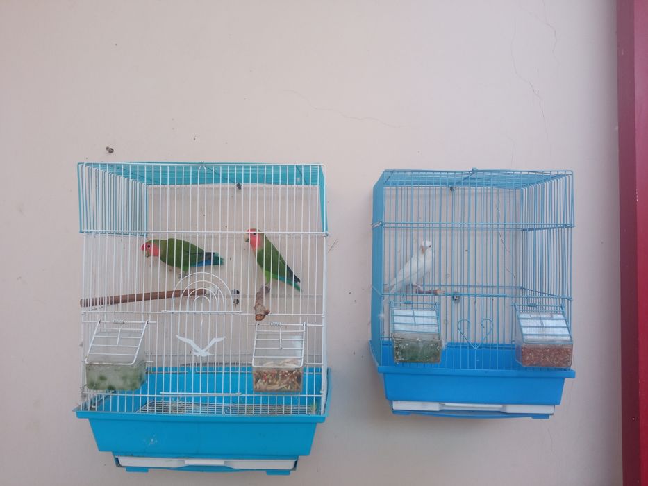 Попугаи пара неразлучников и один волнистик