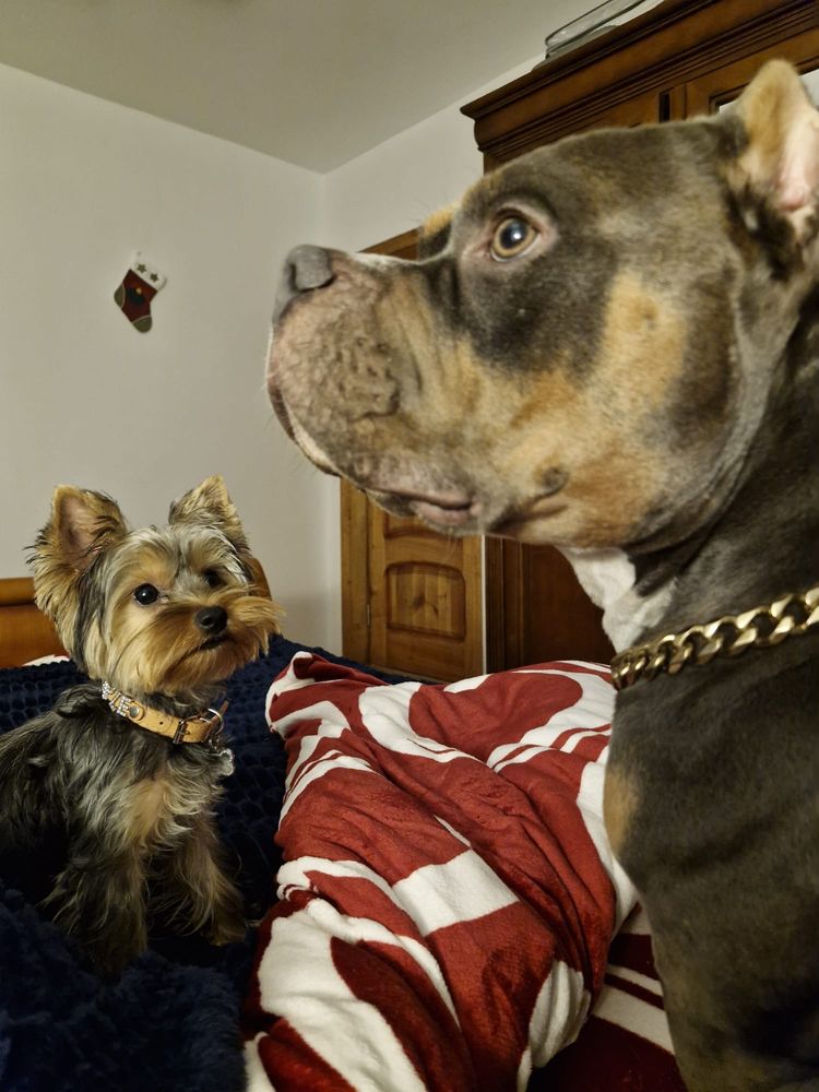 Pet sitter/ Cazare animale