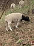 Dorper RAM 6 Luni