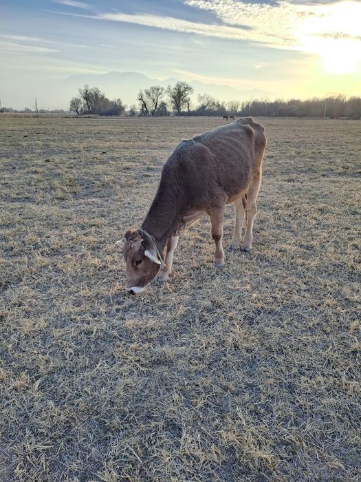 КРС дойные коровы