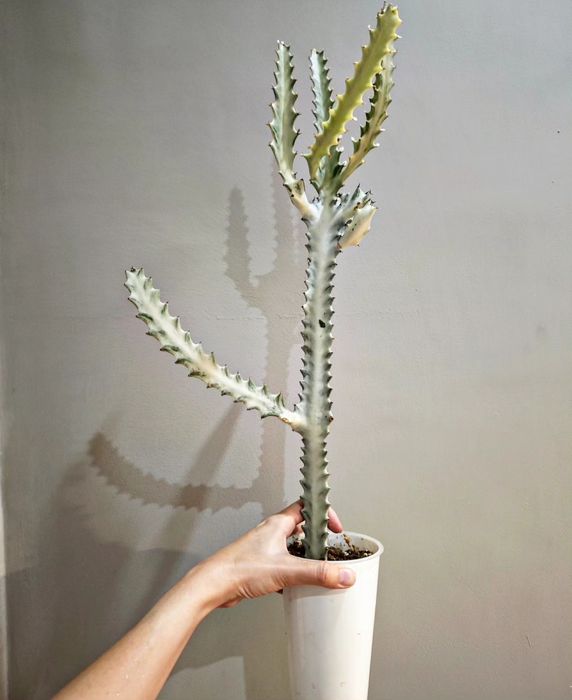 Суккуленты на любой вкус