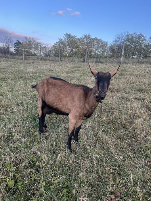 Vand capra alpina franceza