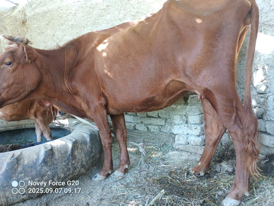 Ona bola sigir bolasi 3 oyli