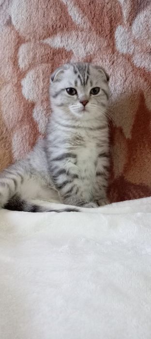Продаётся котенок