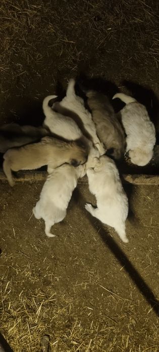 Donez catelusi draguti