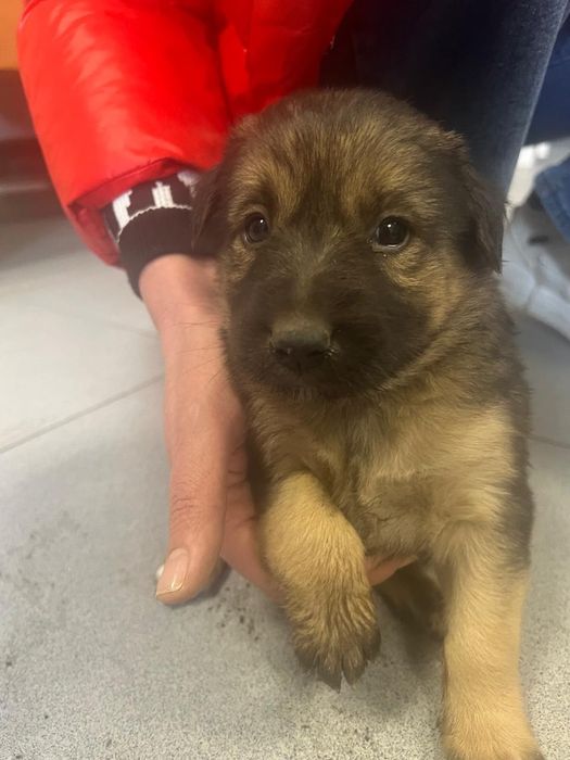 Щенок в добрые руки