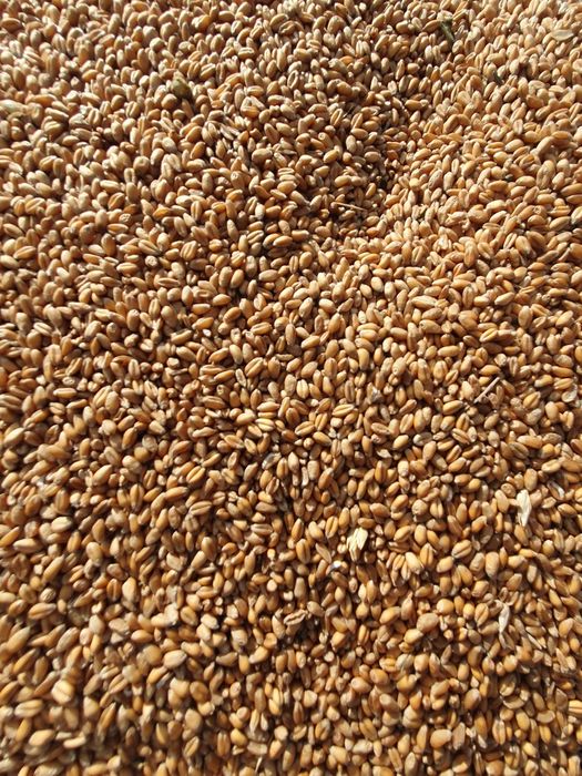 Porumb boabe și grâu