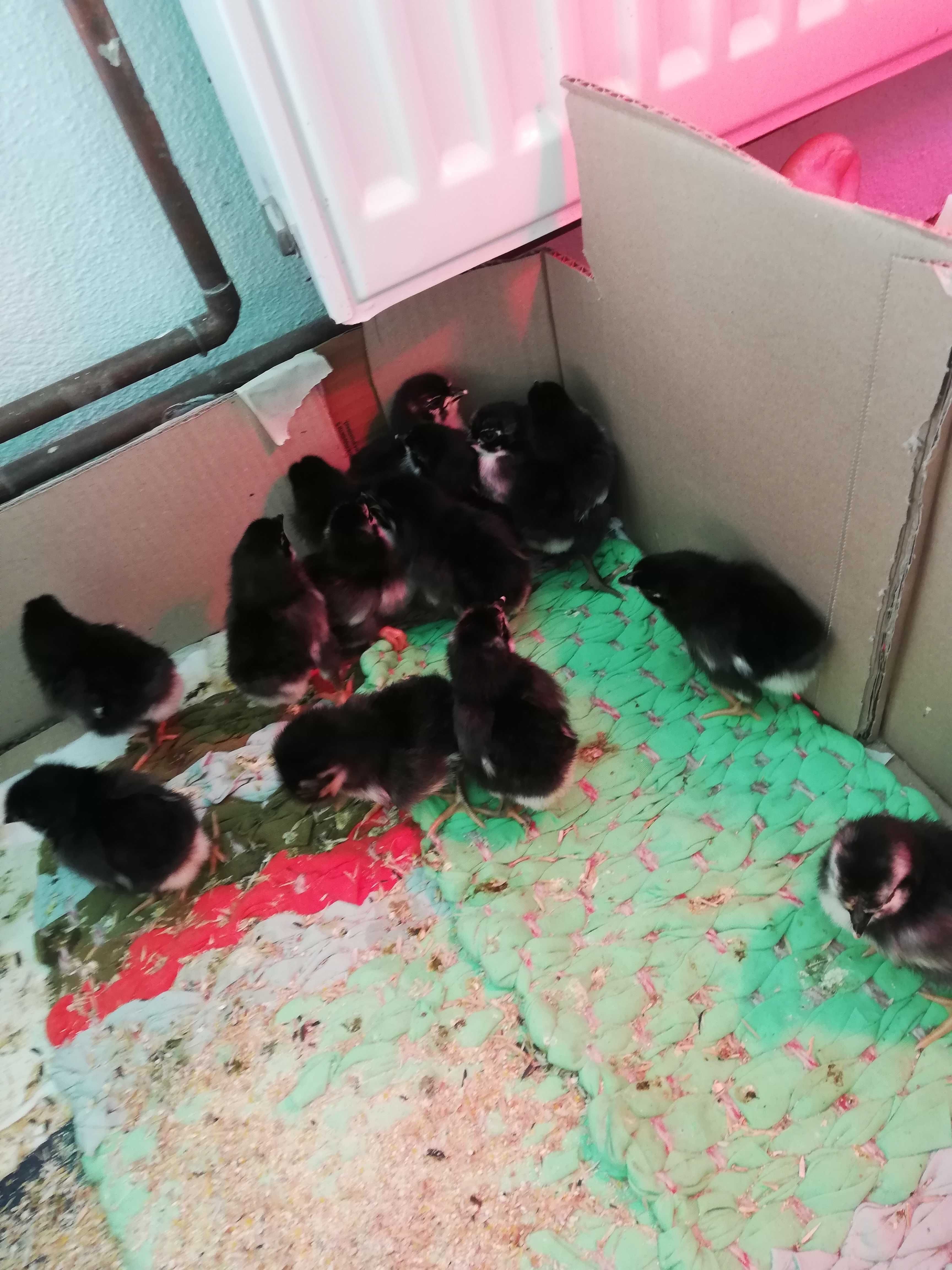 Vind puii Australorp Negru.