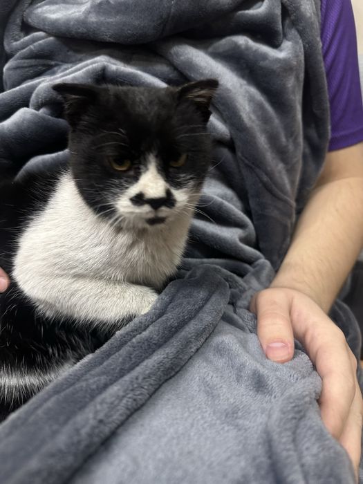 Кашечка ищет дом