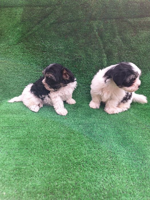 Бивър йоркширски териер