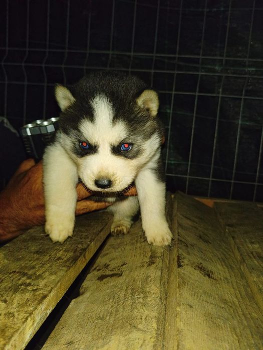 Husky Siberian Pui