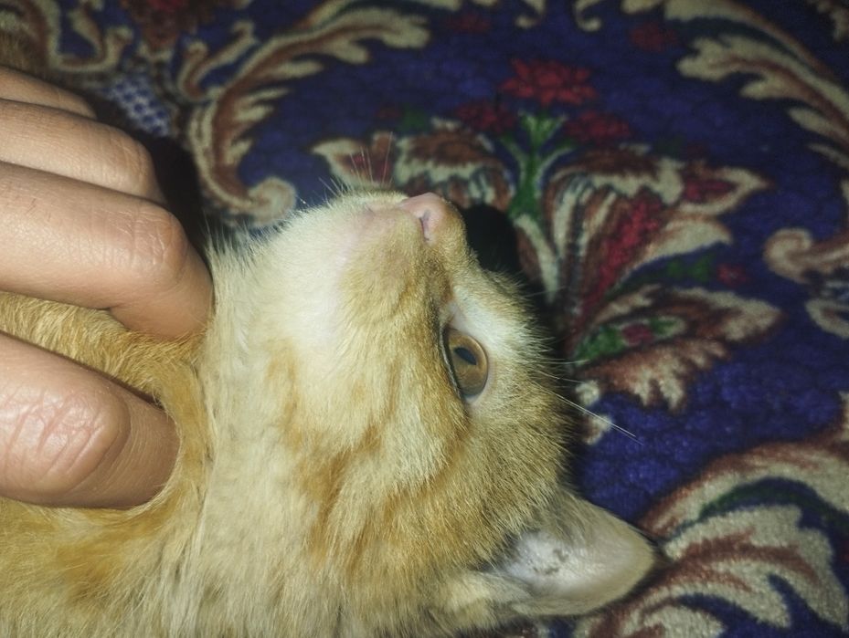 Mushuk Garfilddek rangda tekin