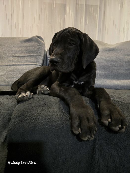 Dog German Great Dane
