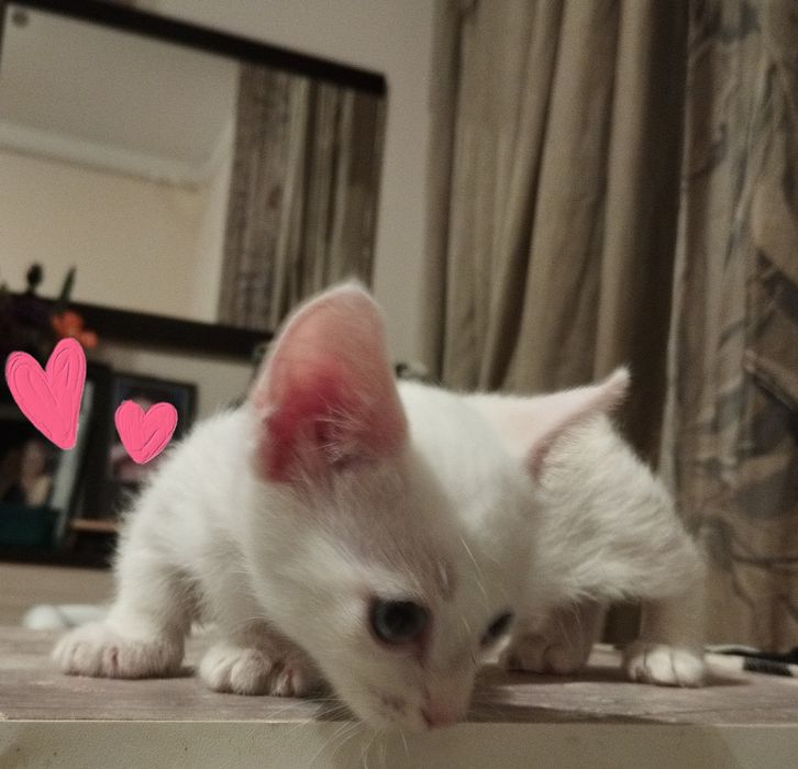 Котенца с къси краченца