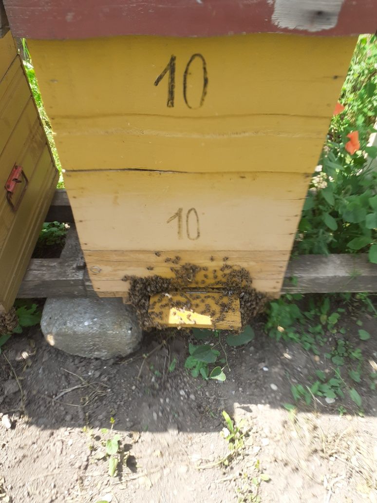Stupi sanatosi de vanzare