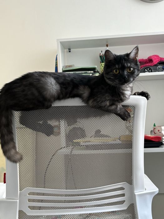 Пристраивается кошка породы британка