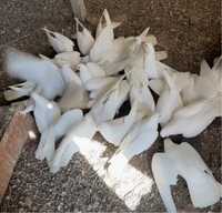 Продам белые голуби
