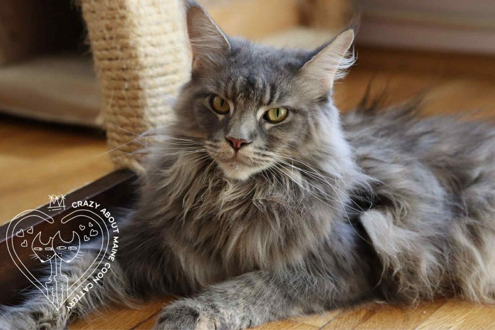 Мейн Куун (Maine Coon)