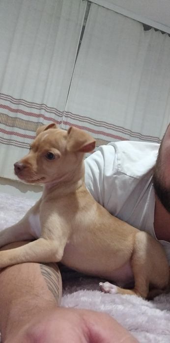 Продавам пинчер на 3 месеца