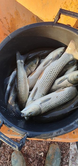 Peste pentru populat balti