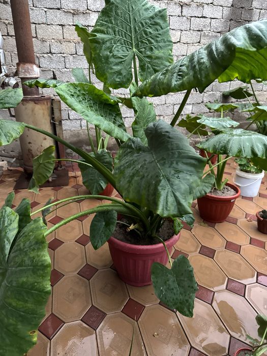 Manzarali ofisni fil quloq gul