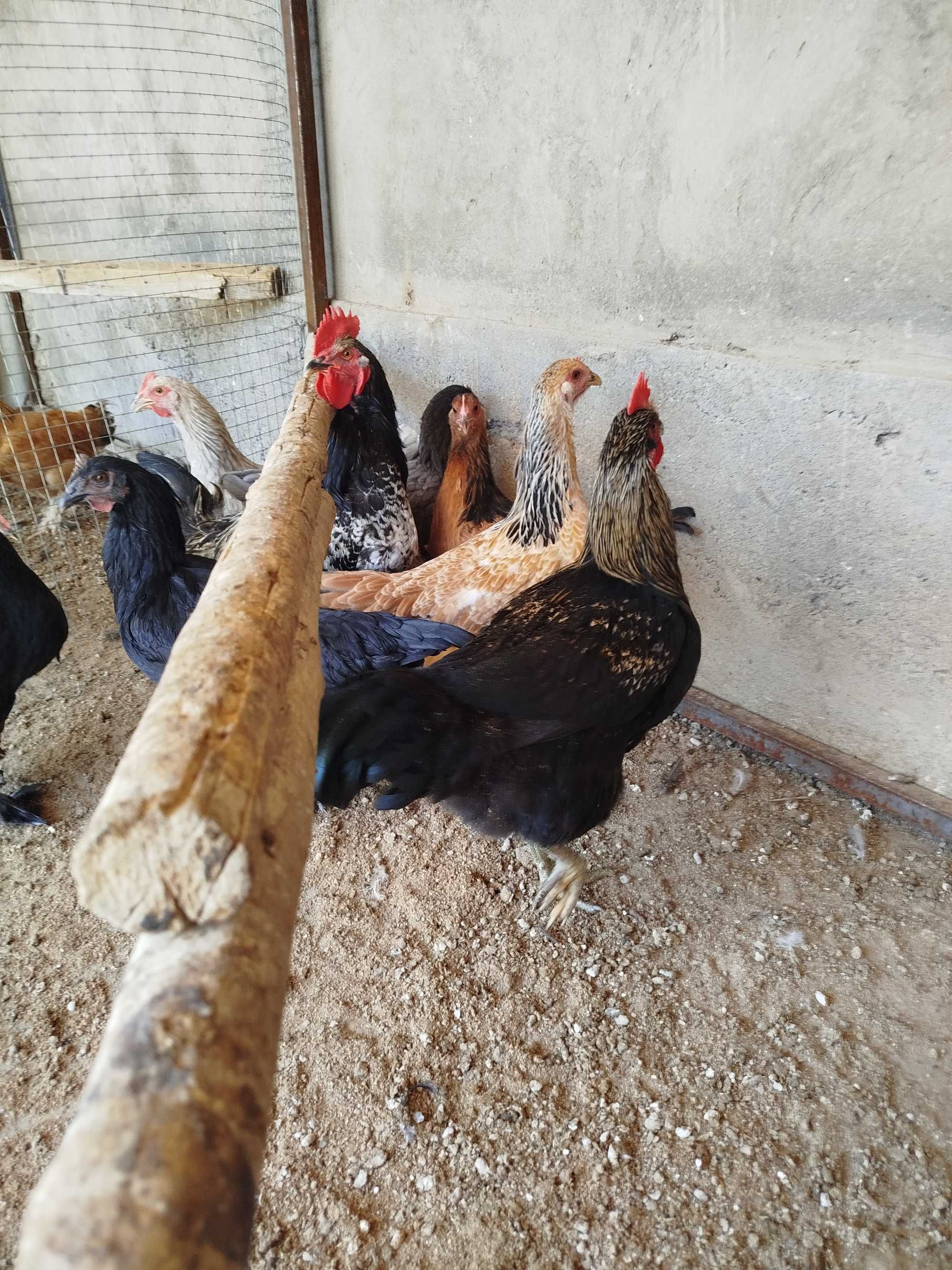 Продаются домашние куры.