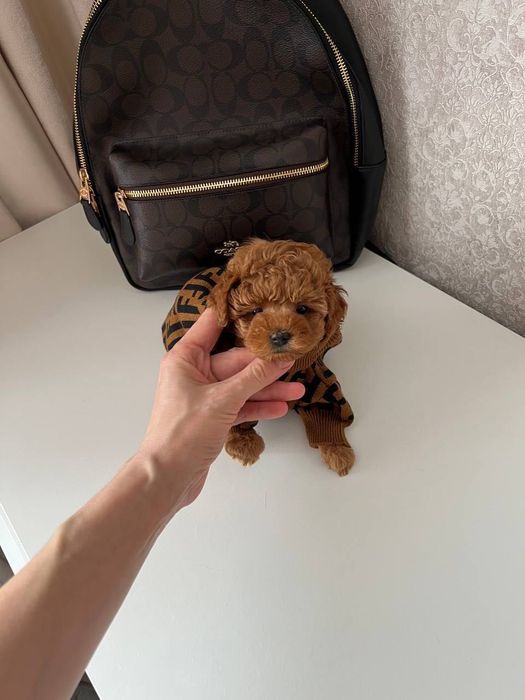 единочка - Той пудель