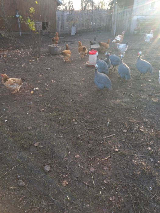 Curci si curcan crescuti in gradina