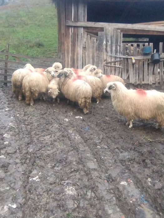 Vând oi tinere mai multe detalii la Nr de telefon